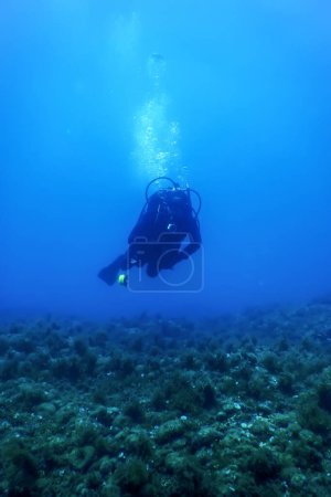 Comber pintado (Serranus scriba) Mar Mediterráneo Vida silvestre submarina