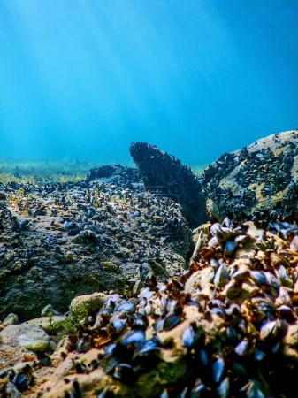 Foto de Mejillones de agua dulce en una roca Bajo el agua, margaritifera margaritifera - Imagen libre de derechos
