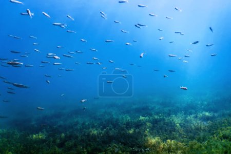 Photo for Freshwater fish swimming in the clear water, Underwater Wildlife, rivers and lakes - Royalty Free Image