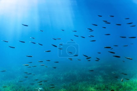 Süßwasserfische schwimmen im klaren Wasser, Unterwasser-Tierwelt, Flüsse und Seen