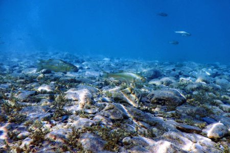 Rotaugen in natürlichem Lebensraum, Süßwasserfische unter Wasser