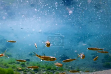 Fische in natürlichem Lebensraum, Süßwasserfische unter Wasser