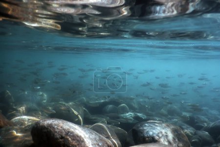 Fische im natürlichen Lebensraum, Gebirgsfluss unter Wasser, Klares Wasser