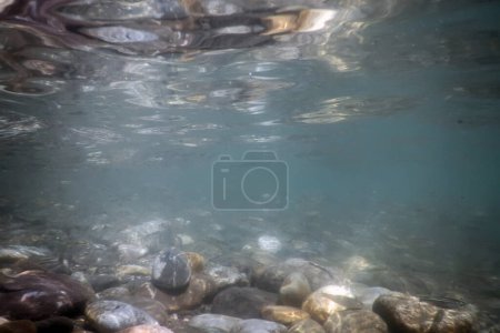 Fishes in natural habitat, Mountain River Underwater, Clear Water