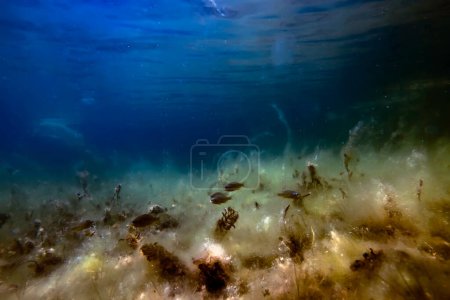 Flora submarina de agua dulce, Paisaje submarino, Flora submarina