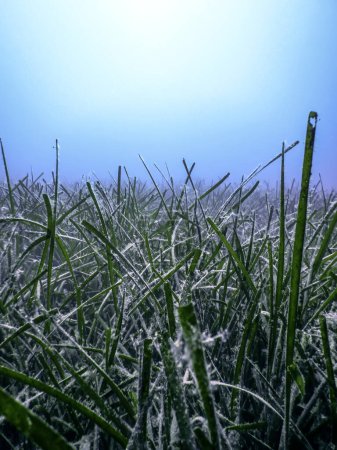 Sea Grass Underwater, Green Sea Grass