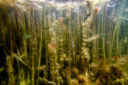 Téléchargez les photos : Flore sous-marine d'eau douce, Paysage sous-marin, Flore sous-marine - en image libre de droit