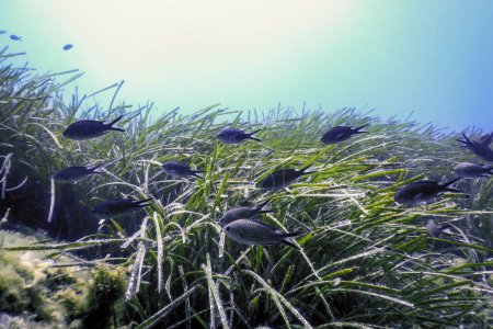 Foto de Hierba submarina, Hierba verde del mar - Imagen libre de derechos