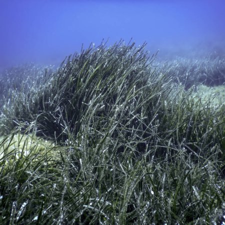 Hierba submarina, Hierba verde del mar
