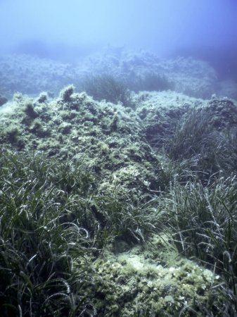 Téléchargez les photos : Herbe marine sous-marine, Herbe marine verte - en image libre de droit
