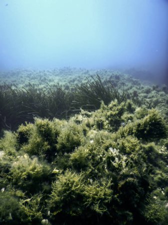 Sea Grass Underwater, Green Sea Grass