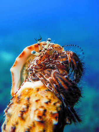 Colorful Hermit Crab Underwater Close Up
