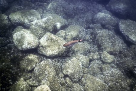 Rocas submarinas y guijarros en el fondo marino