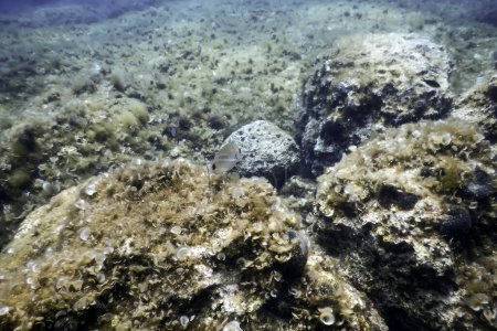 Rocas submarinas y guijarros en el fondo marino
