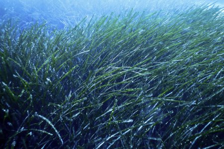 Téléchargez les photos : Herbe marine sous-marine, Herbe marine verte - en image libre de droit