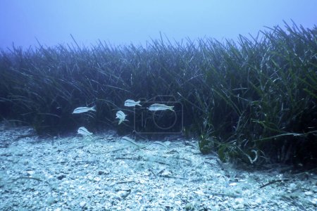 Meeräschen (Mullus barbatus) unter Wasser