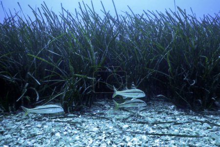 Meeräschen (Mullus barbatus) unter Wasser