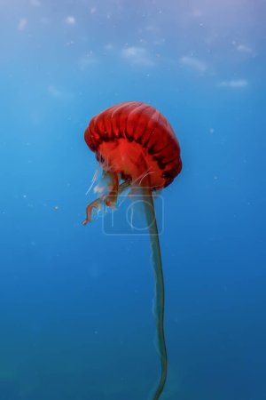 Medusas rojas bailando en el agua azul del océano, medusas brújula, vida silvestre