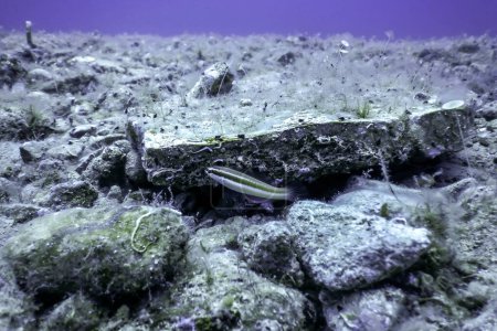 Téléchargez les photos : Vie sous-marine Vie sous-marine Vie sous-marine Faune - en image libre de droit