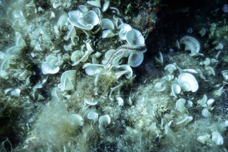 Bärtiger Feuerwurm (hermodice carunculata) unter Wasser im Mittelmeer