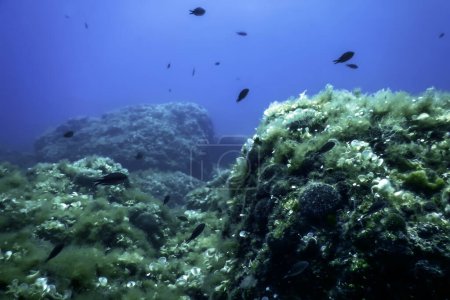 Meereslebewesen unter Wasser, Unterwasserwelt, Tierwelt