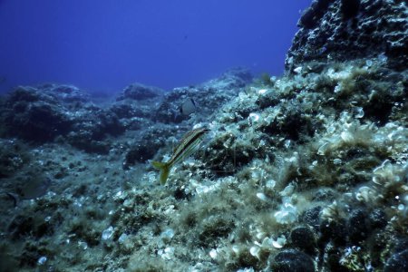 Meeräsche (Mullus barbatus) unter Wasser