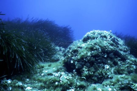 Seegras unter Wasser, Grünes Seegras