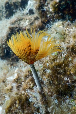 Gusano bajo el agua (Sabella spallanzanii) Vida marina submarina