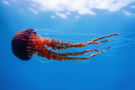 Medusas rojas bailando en el agua azul del océano, medusas brújula, vida silvestre