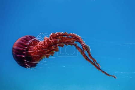 Foto de Medusas rojas bailando en el agua azul del océano, medusas brújula, vida silvestre - Imagen libre de derechos