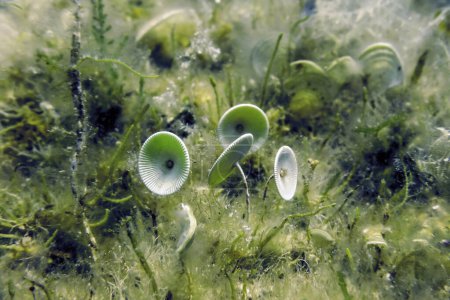 Mittelmeeralgen (acetabularia mediterranea) unter Wasser