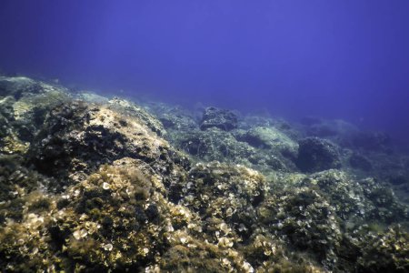 Rocas en el fondo del fondo del océano, Vida submarina