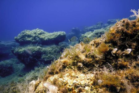 Téléchargez les photos : Vie sous-marine Vie sous-marine Vie sous-marine Faune - en image libre de droit