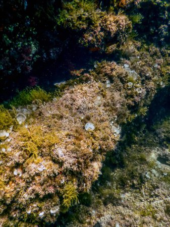Téléchargez les photos : Vie marine Rochers sous-marins Lumière du soleil, Vie sous-marine, faune - en image libre de droit