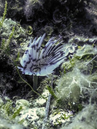 Photo for Tube Worm Underwater Sea Life, tubeworm, fanworm - Royalty Free Image