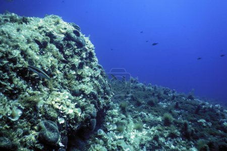 Sea Life Underwater, Underwater Life, Wildlife