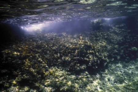 Sea Life Underwater, Underwater Life, Wildlife