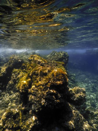Meereslebewesen unter Wasser, Unterwasserwelt, Tierwelt