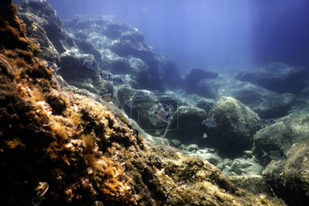 Photo for Sea Life Underwater, Underwater Life, Wildlife - Royalty Free Image