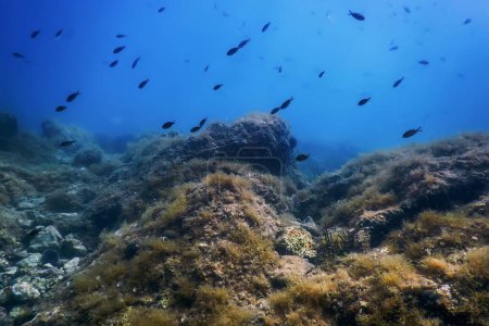 Sea Life Unterwasser Felsen Sonnenlicht, Unterwasser Leben, Tierwelt