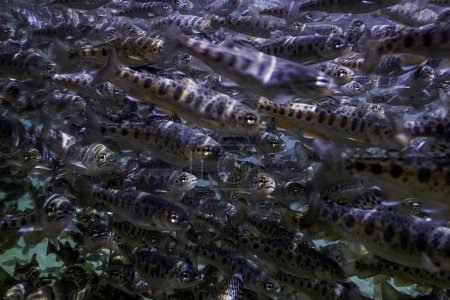 Flussforellen schwimmen unter Wasser, Forellen unter Wasser, Forellenzucht