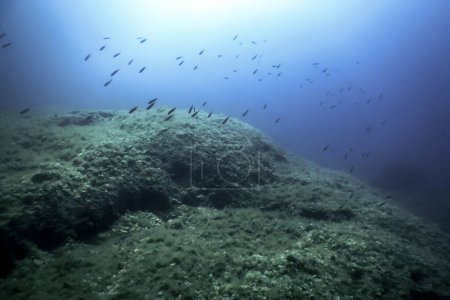 Rocks at Bottom of Ocean Floor, Underwater Life