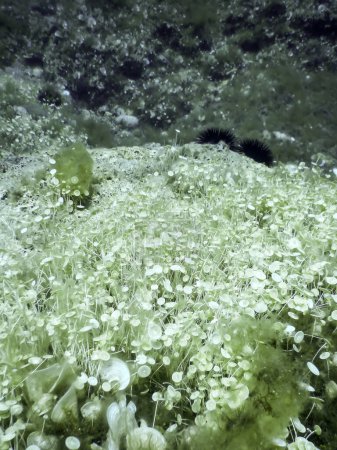 Mittelmeeralgen (acetabularia mediterranea) unter Wasser