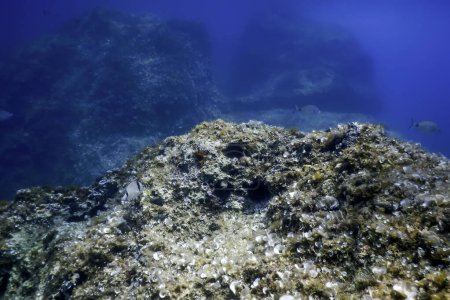 Téléchargez les photos : Rochers au fond de l'océan, Vie sous-marine - en image libre de droit