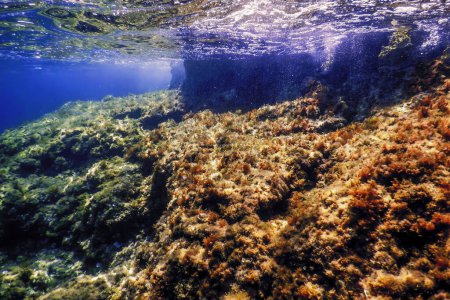 Rocks at Bottom of Ocean Floor, Underwater Life