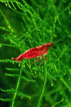 Red Cherry Shrimp on a moss, freshwater aquarium