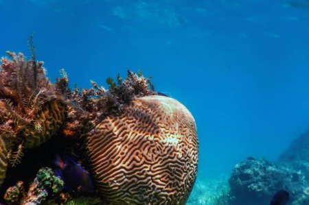 Foto de Coral cerebral en el fondo del mar, Vida marina - Imagen libre de derechos