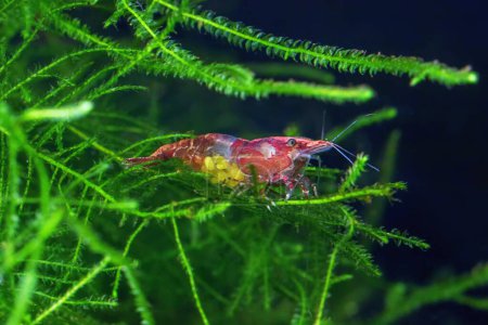 Red Cherry Shrimp on a moss, Female with Eggs