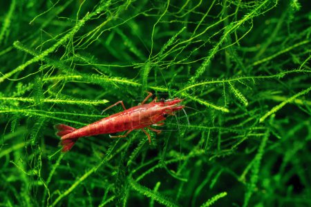 Photo for Red Cherry Shrimp on a moss, freshwater aquarium - Royalty Free Image