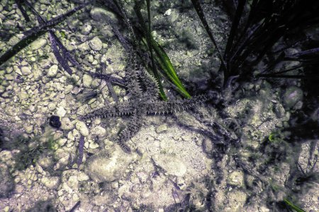 Stacheliger Seestern (Marthasterias glacialis) Unterwasser-Mittelmeer